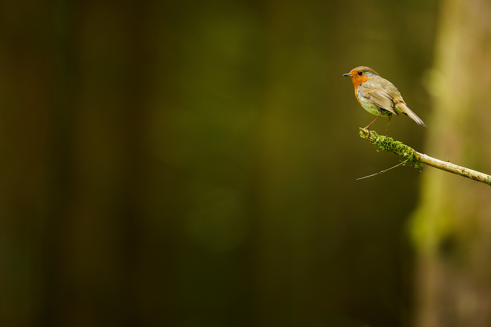 Robin perched